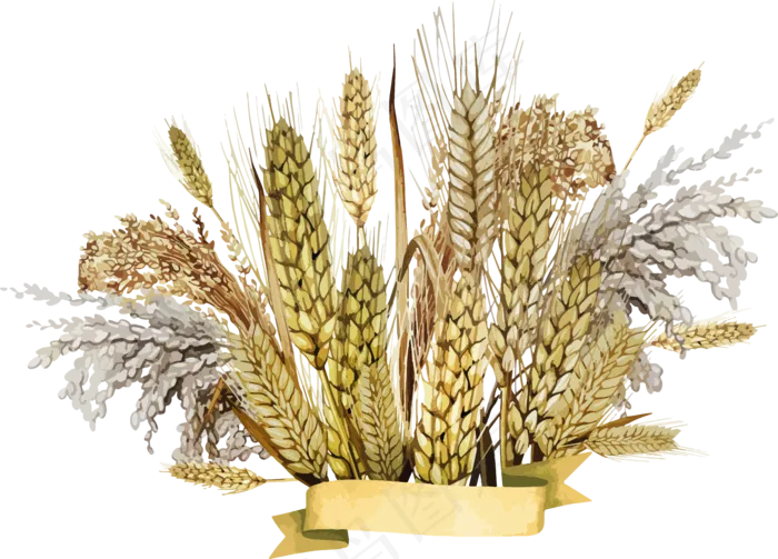 免抠农家小麦实物摄影