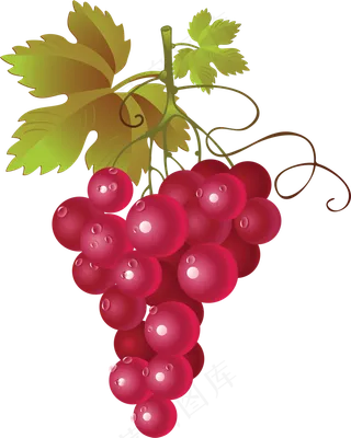 葡萄免抠素材 (34)