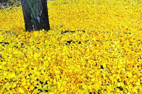 满地黄色落叶图片 满地黄色落叶图片