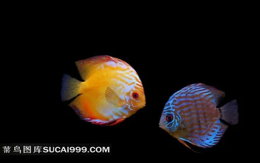 漂亮的海鱼摄影图片