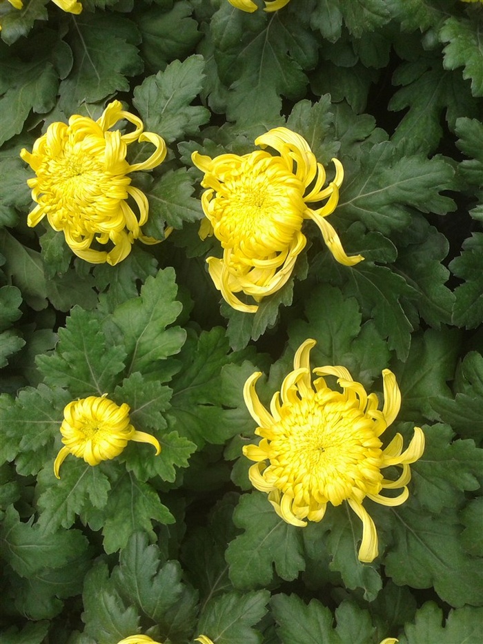 秋季赏菊花图片