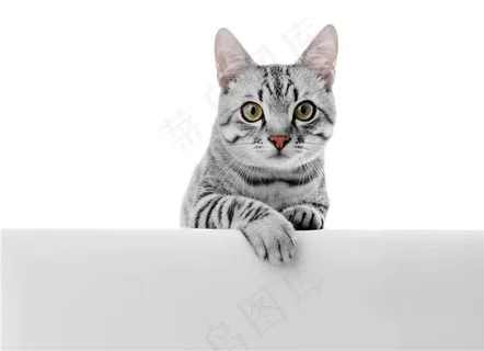 可爱的小猫动物高清大图