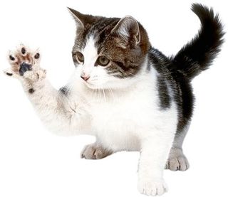 小猫png图片,免费下载图片免抠