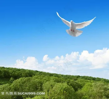 飞翔的鸽子图片