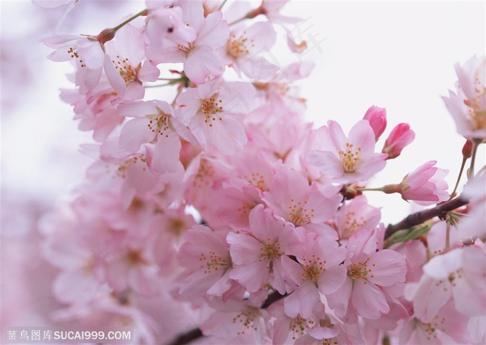 花海世界-梦幻的粉色梅花