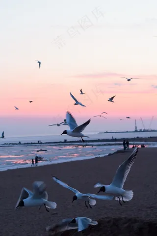 沙滩上海鸥飞翔图片