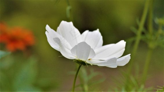 白色银莲花摄影图片 白色银莲花摄影图片