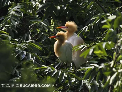 站在枝头上的牛背鹭