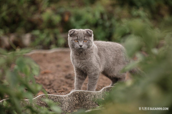 可爱户外探险的折耳蓝猫图片