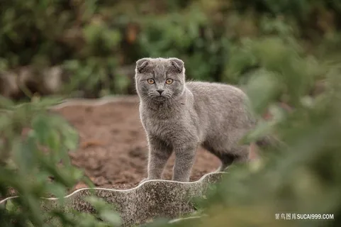 可爱户外探险的折耳蓝猫图片 可爱户外探险的折耳蓝猫图片