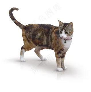 行走中的小猫图片