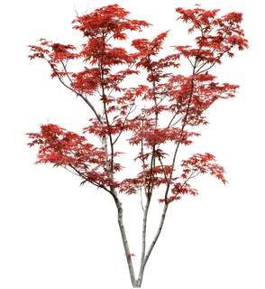 高清树木素材 免抠PSD植物素材 美术绘画园林贴图 树草灌木花草