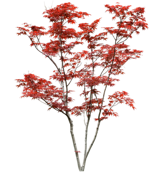 高清树木素材 免抠PSD植物素材 美术绘画园林贴图 树草灌木花草