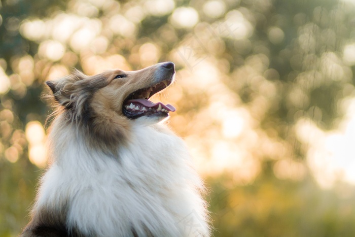 粗糙牧羊犬狗宠物动物家养的狗