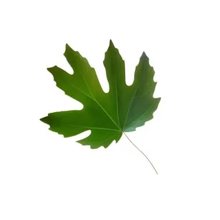 叶子绿叶树叶免抠