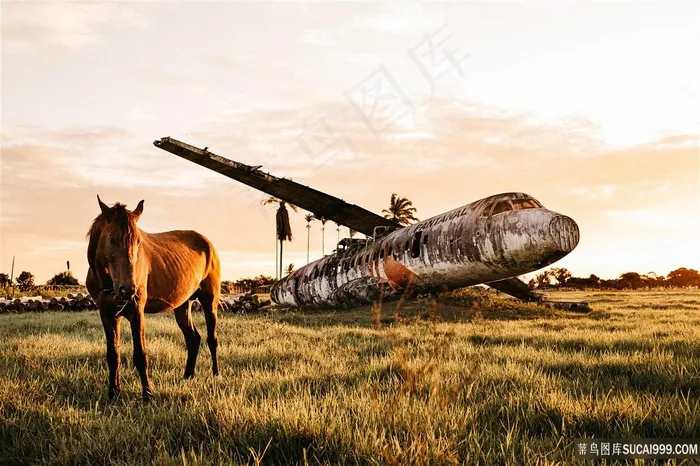 草地上坠落的飞机骏马图片