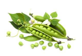 甜豆角 (6)超市商品白底图免抠实物摄影png格式图片透明底