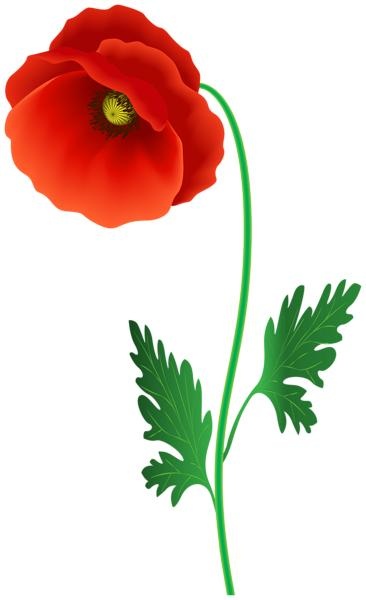 罂粟花PNG透明免抠(366x600)