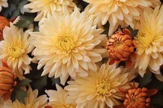 菊花光照摄影图