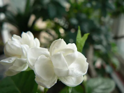 茉莉花高清图片下载 茉莉花高清图片下载