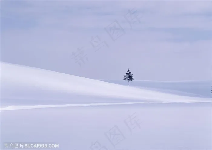 漂亮雪景-雪地上的一排树