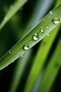 枝叶树叶绿色水滴露珠清新背景 枝叶树叶绿色水滴露珠清新背景