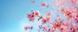 唯美粉色樱花花瓣春天浪漫梦幻蓝色，春分惊蛰摄影图