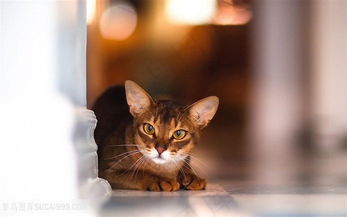 躲在柱子旁的小猫咪图片素材