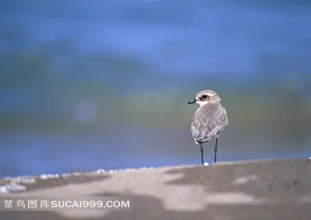 沙滩上的高清小鸟