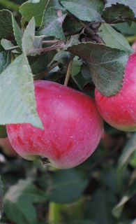 红苹果自然 绿色 果 健康 水