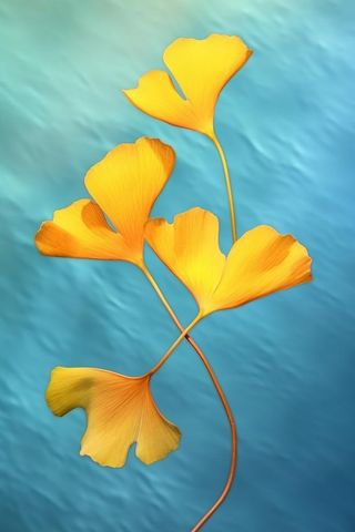 简约大气渐变落叶黄色秋叶背景