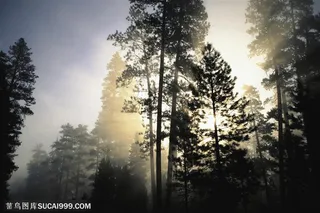 树木树叶-阳光照耀着迷雾的树林