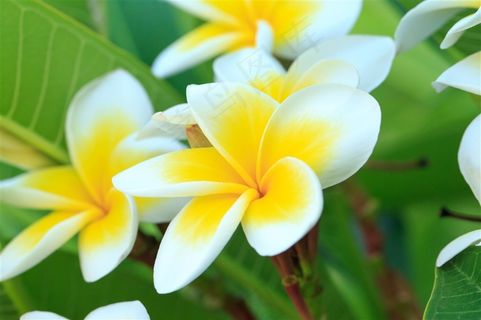 唯美花朵特写写真高清图片