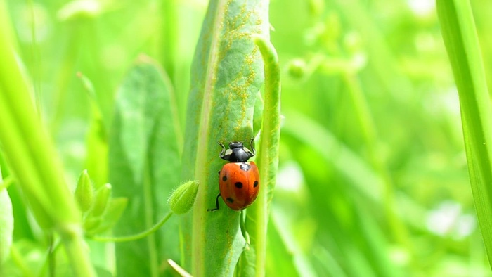 当瓢虫爬上绿色时，绿色沸腾