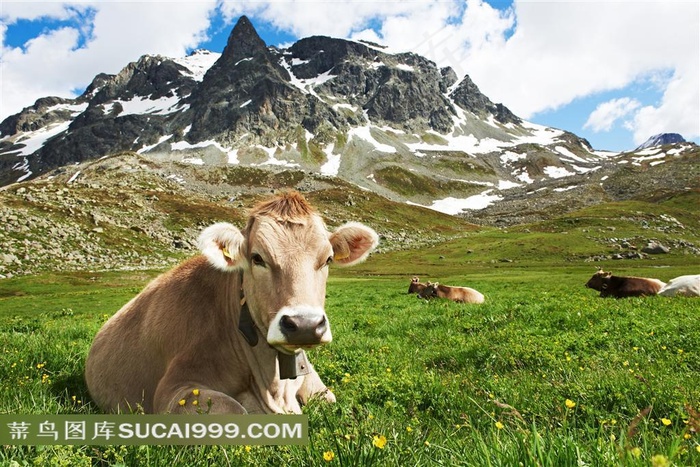 在雪山草原上休息吃草的牛群