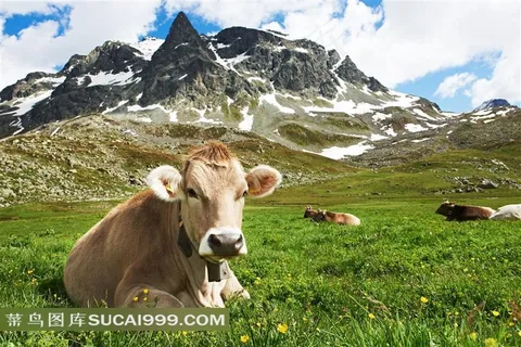 在雪山草原上休息吃草的牛群