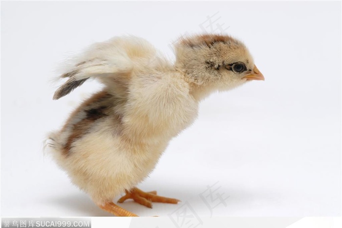 张开翅膀的小鸡