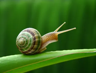 蜗牛爬在绿叶上面特写摄影图