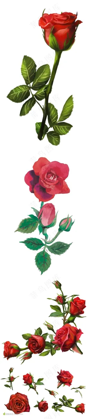 手绘娇美的玫瑰花素材