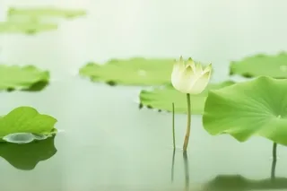 荷叶简约清新淡绿色背景