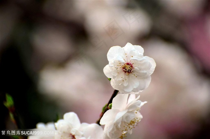 高清洁白的梅花鲜花图片