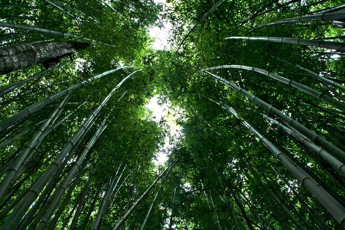 高清竹子竹林
