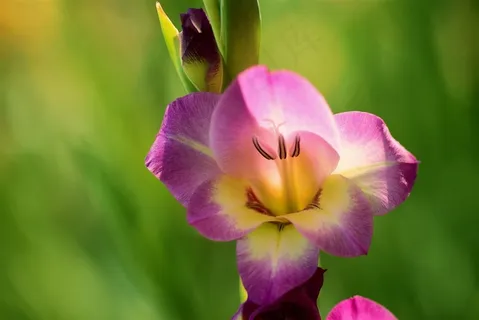 唯美鲜花花蕊图片 唯美鲜花花蕊图片