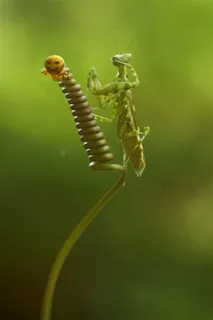 植物上绿色的螳螂 植物上绿色的螳螂