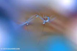 高清水珠蒲公英鲜花图片