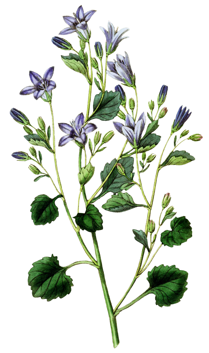 复古手绘植物花卉玫瑰花PNG免扣图案高清图片PS设计素材图