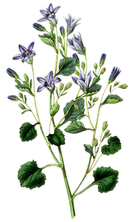 复古手绘植物花卉玫瑰花PNG免扣图案高清图片PS设计素材图