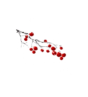 红果子 水果 冬天 寒冷 雪 免扣素材 透明PNG 拷贝