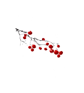 红果子 水果 冬天 寒冷 雪 免扣素材 透明PNG 拷贝