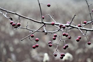 红梅树枝果实图片